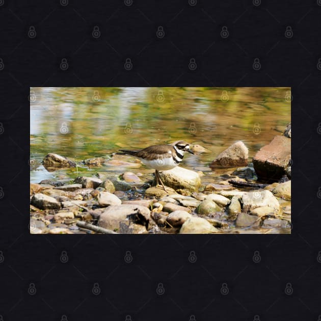 Killdeer Exploring On Some Rocks by BackyardBirder